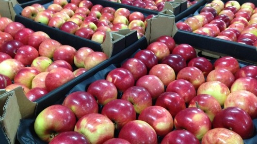 PESTE 20 MII TONE DE MERE RĂMÂN ÎN FRIGIDERE. Ce facem cu ele?