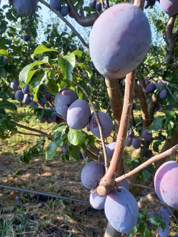 PRUNELE – FRUCTELE VEDETĂ ALE TOAMNEI