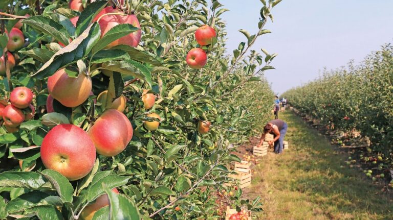 POMICULTORII AU FOST AUZIȚI: NOI SOIURI VOR FI ELIGIBILE PENTRU SUBVENȚIONARE