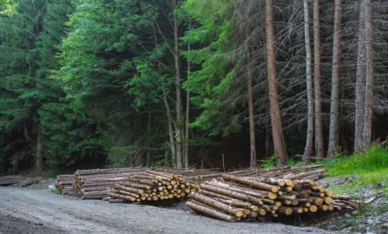 Moldova a semnat Declarația liderilor lumii privind pădurile și utilizarea terenurilor pentru a opri defrișarea până în 2030