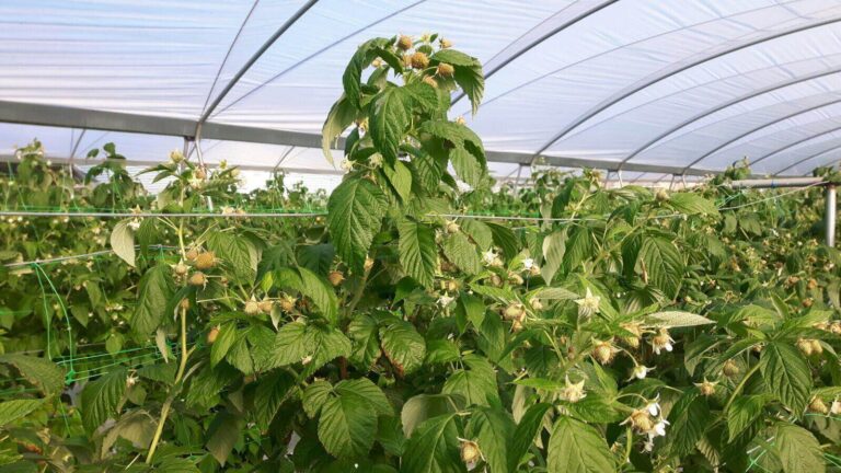 EXPERT: VIITORUL APARȚINE ZMEURII ÎN SERE