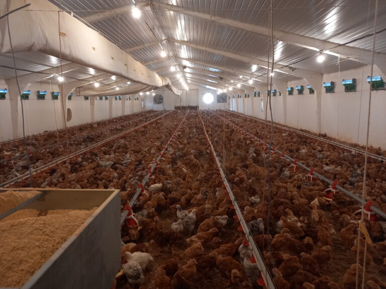 FNFM ÎN VIZITĂ LA SIPOTENI, CĂLĂRAȘI, LA FERMA DE PĂSĂRI CONDUSĂ DE ION MORARU ȘI FRATELE SĂU