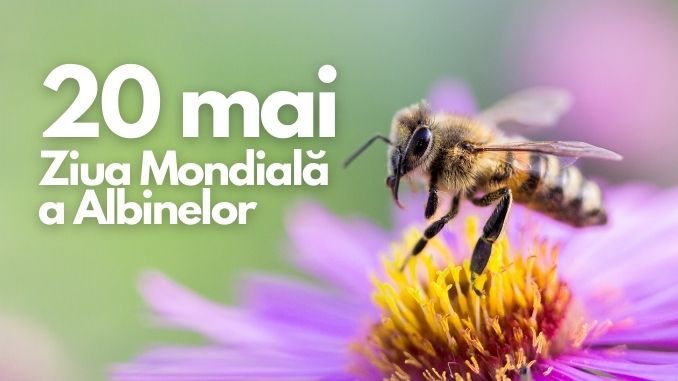 20 Mai – Ziua Mondială a albinelor. De ce este important să le protejăm și de ce sunt importante aceste mici ajutoare?