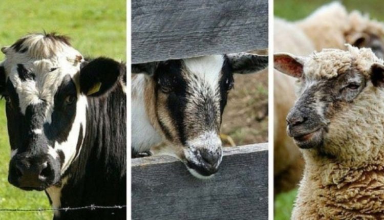 PLĂȚI DIRECTE PER CAP DE ANIMAL: APROAPE DE 500 DE CERERI DEPUSE