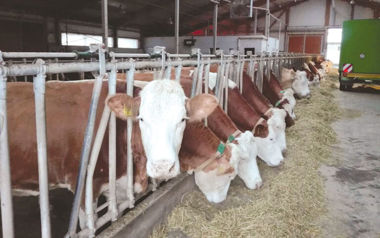 MATERIAL SEMINCER ȘI FURAJE, PENTRU GOSPODĂRIILE MICI