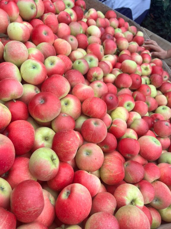 FERMIERII DIN NORDUL ȚĂRII BAT ALARMA ȘI CER AJUTOR